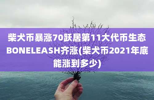 柴犬币暴涨70跃居第11大代币生态BONELEASH齐涨(柴犬币2021年底能涨到多少)