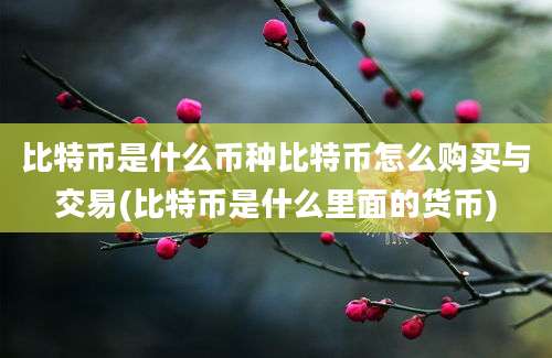 比特币是什么币种比特币怎么购买与交易(比特币是什么里面的货币)