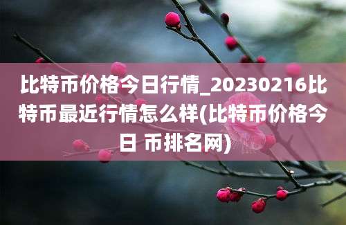 比特币价格今日行情_20230216比特币最近行情怎么样(比特币价格今日 币排名网)