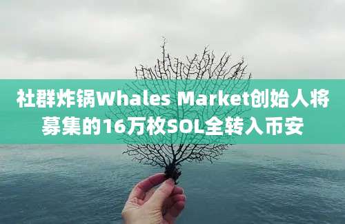 社群炸锅Whales Market创始人将募集的16万枚SOL全转入币安